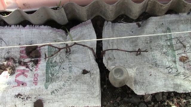 Муромцево 14 апреля 2025г виноградарство и козоводство не мешает друг другу...