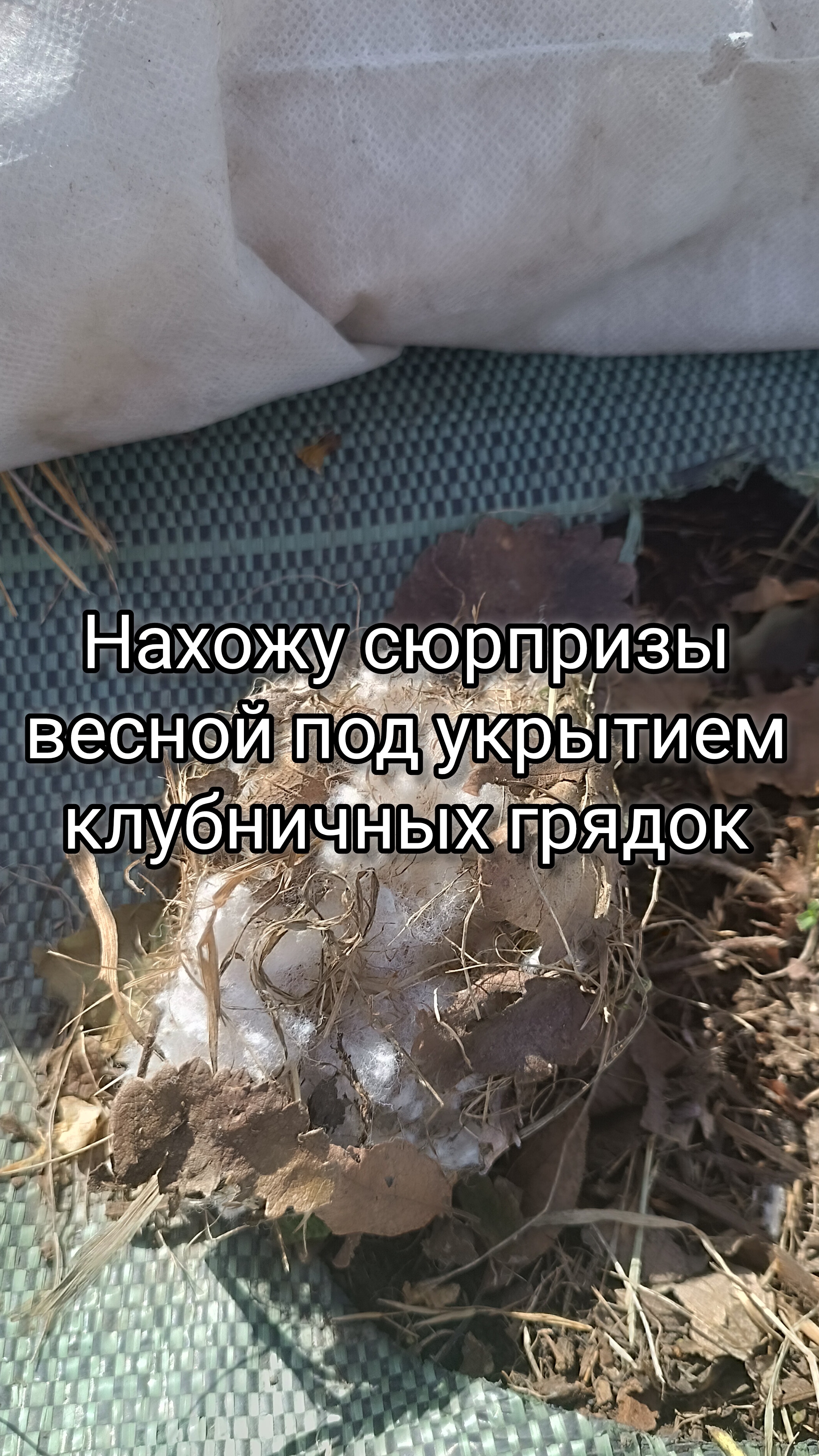 Нахожу сюрпризы весной под укрытием клубничных грядок