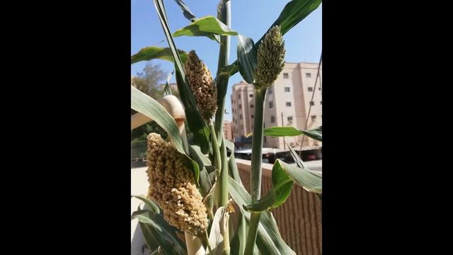 What is Sorghum I Growing Sorghum at home I Jowar Plant I Jowar Roti