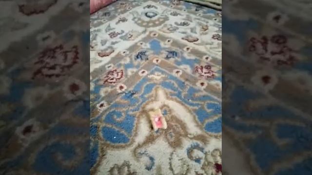 Асық ату