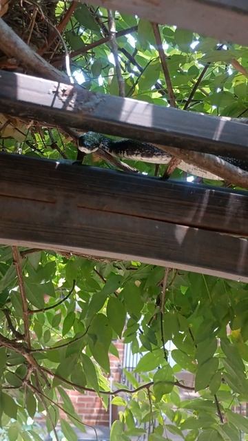 Backyard electrical inspection.
