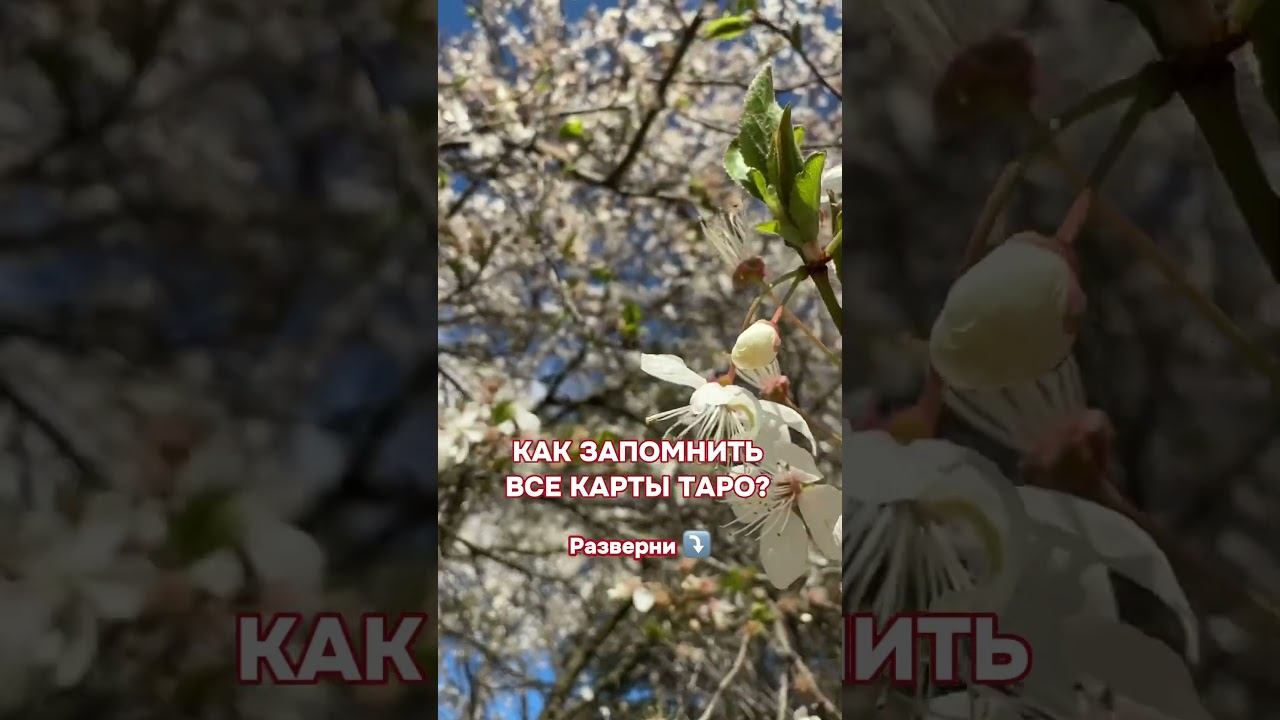 Короткий ответ: не нужно! Смотрите на канале видео Таро без зубрежки» #таро #таролог #тарообучение