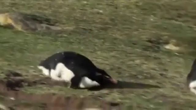 пингвины