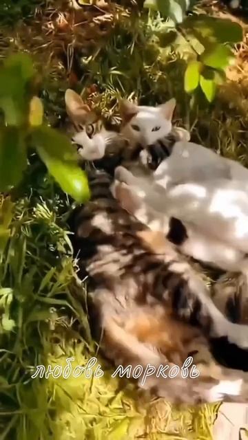 Котики