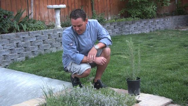 Herb Garden Ideas for Home Cooks