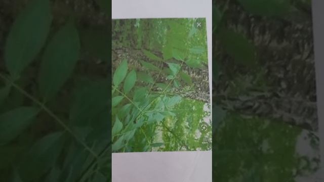 Гель Делайт Люкс Нано бальзам 89177396793 консультация приобритения Глобал Тренд
