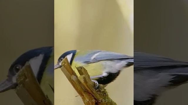 Вот так поёт моя птичка