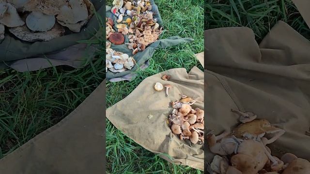 Грибное лето 2023 года🍄🪵🦔🍄
