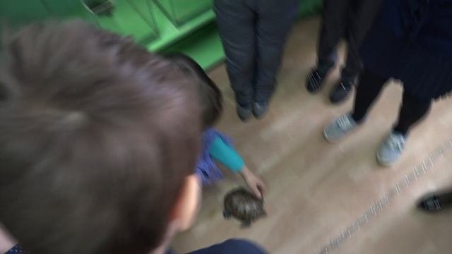 ВЕСЁЛЫЙ ЁЖИК