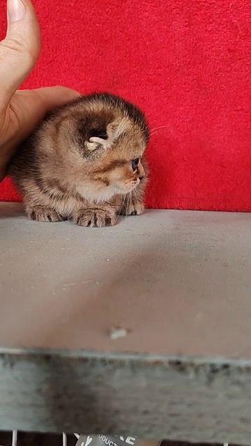 Котята апрель 2025