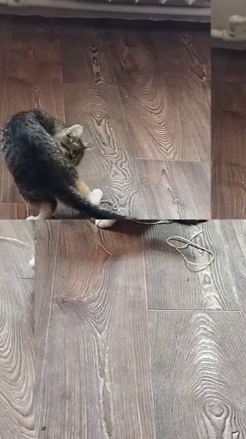 Любитель не работать! #хлопотывмоемселе #домашниеживотные #котик#котикмой