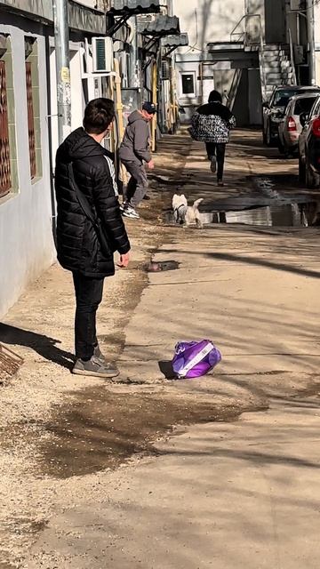 Сабака