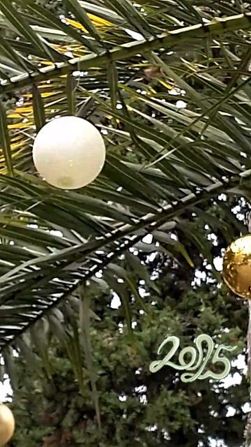 Новогодняя Пальма.🌴🌲Любимый Адлер ❤️💞