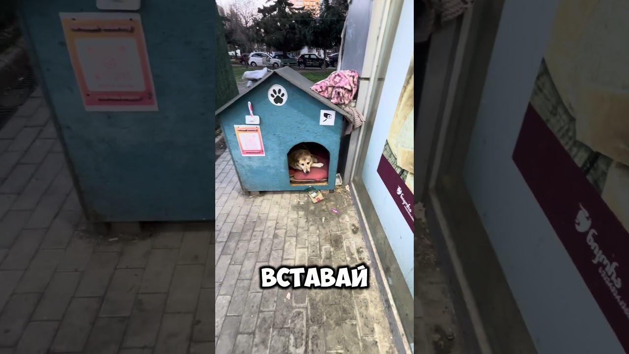 Уговорил собаку выйти из своей будки #песбатон #жужа #будкасобаки #батонбатуми #батуми