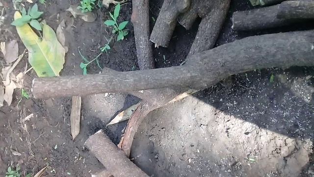 BUDIDAYA ILENG ILENG ATOU MANGSIAN SAYANG POTONGAN2 DARI PADA DIBUANG