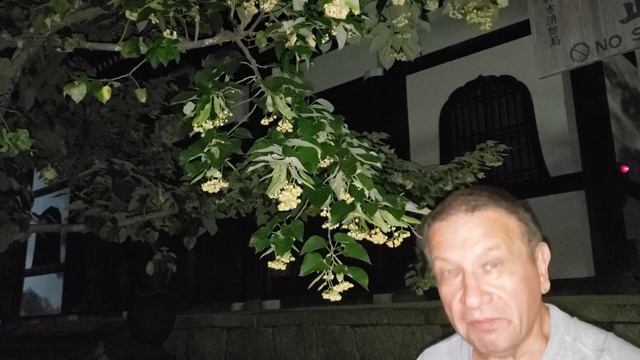 Temple tree
