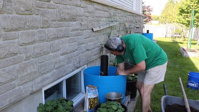 How to grow potatoes in a large barrel