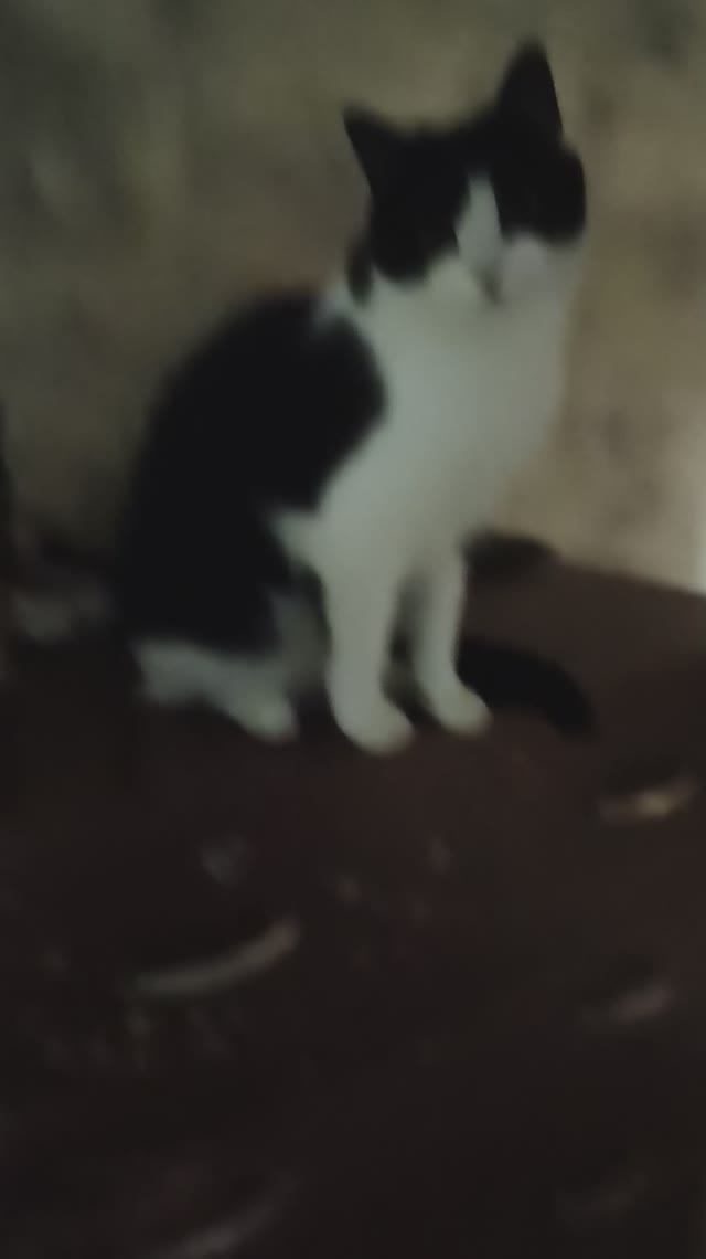 Наша Мурка