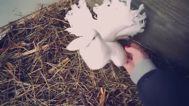 Спасла голубя! Собаки, кошки, и большая зооприключенческая жизнь 🐦🐱