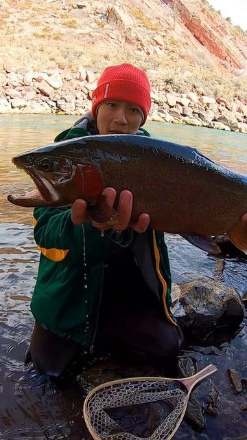 GIANT River Trout #shorts