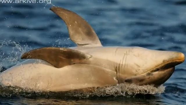 Dolphin Stories