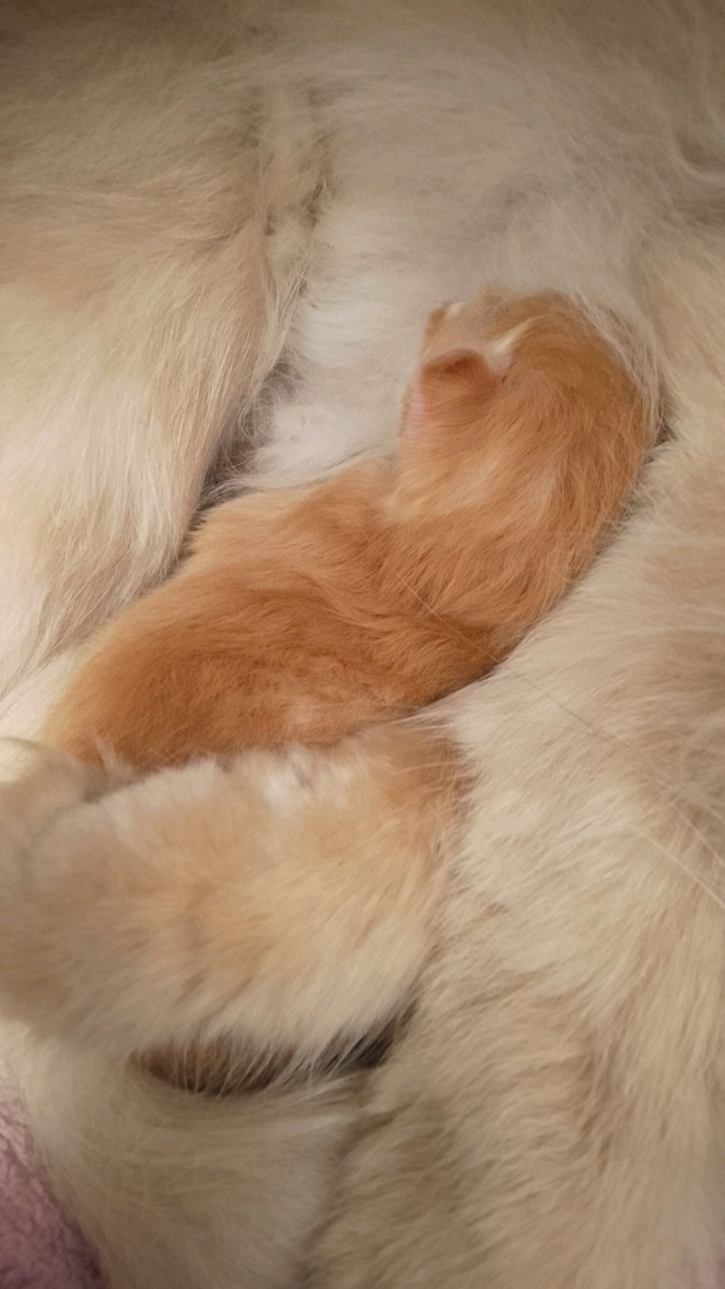 🐈