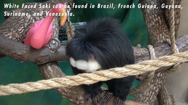 Animal Spotlight: White Faced Saki