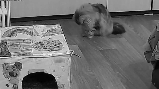 12 Коты и букашка