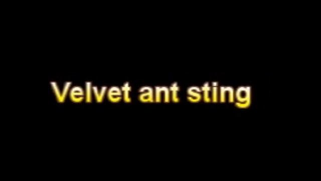 What Is The Definition Of Velvet ant sting