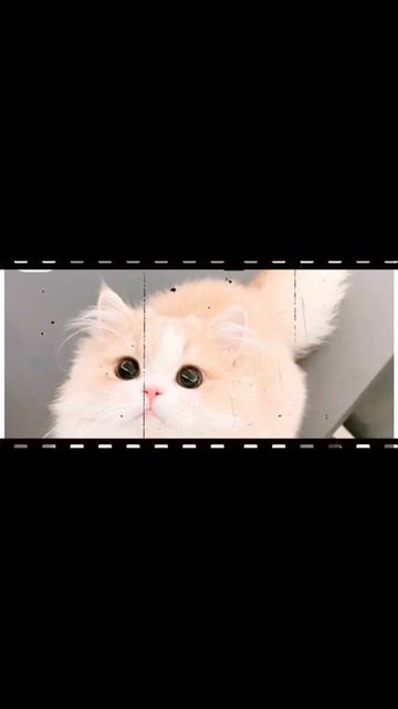 Котик