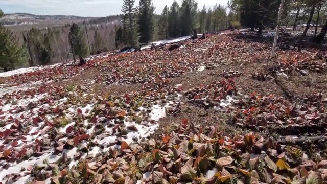Идем снимать мхи и лишайники. Голоустненский тракт 21.04.2024