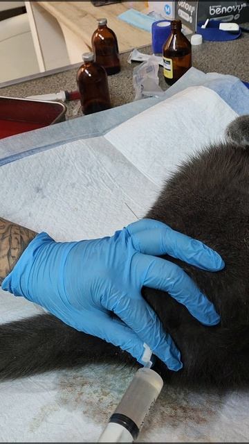 💦🩺 Промываем правильно: пошаговая инструкция по уходу за уретральным катетером у питомцев