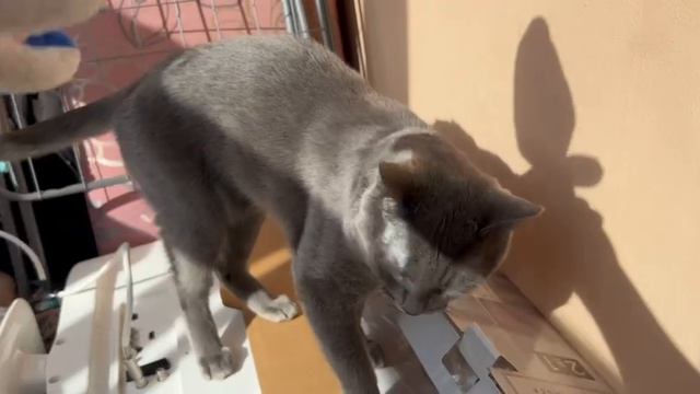 Играю с хозяйкой на балконе! Люблю лежать на балконе и греться на солнышке, мяуу