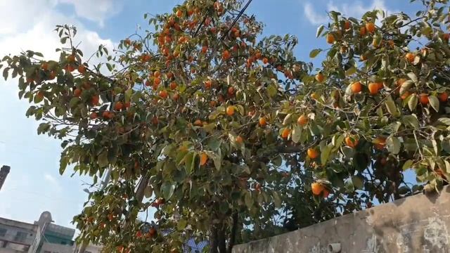 Persimmon in Korea😋❤