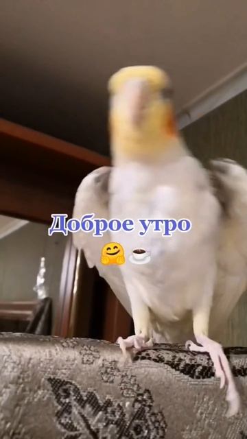 Доброе утро 🪻