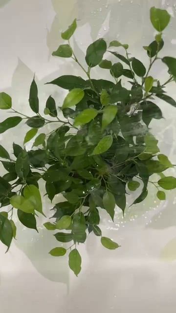 Всего за год пышный кустик фикуса Бенджамина  
#фикусбенджамина