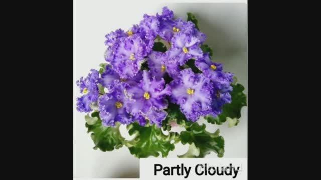 Partly Cloudy! Посадка деток! Размножение фиалок!