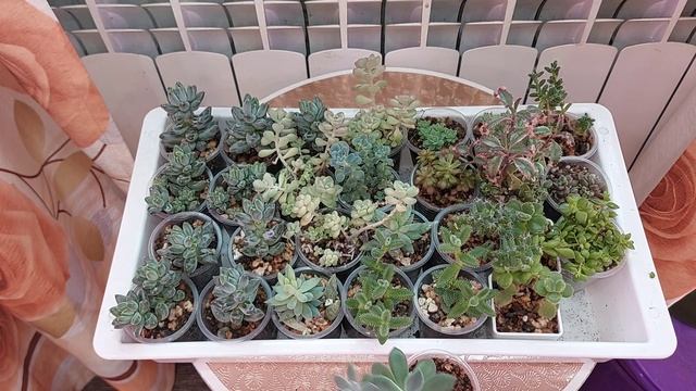 Продажа суккулентов ●☆▪︎☆▪︎☆