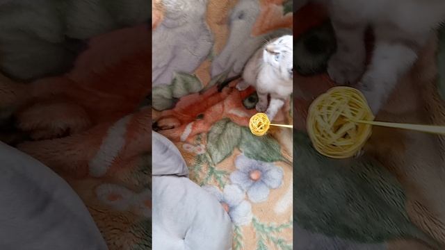 смешная кошечка соня играется с пёрышком