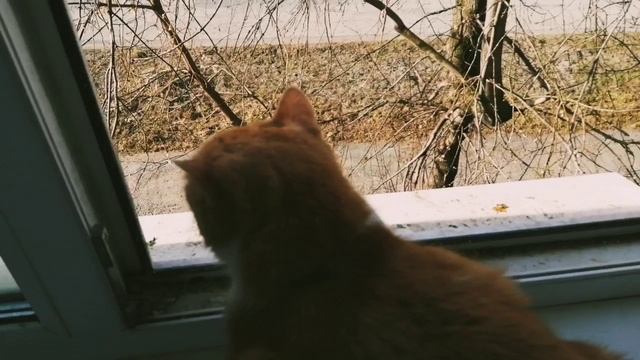 15.04.25г/любофф и голуби