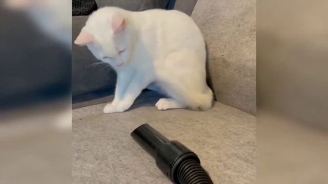 Кот и Пылесос | Cat and Vacuum Cleaner