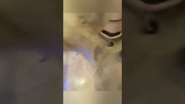 Кошка😂