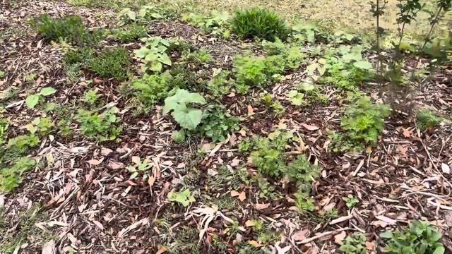 Spring Poppy & Cottage Garden Update