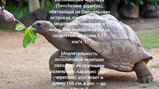 черепаха