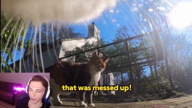 Liqvidhasyou  Смотрит похождения  котика с камерой