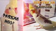 Выгуливаем попугая на балконе. Врезался в окно, разбил клюв (нос)?