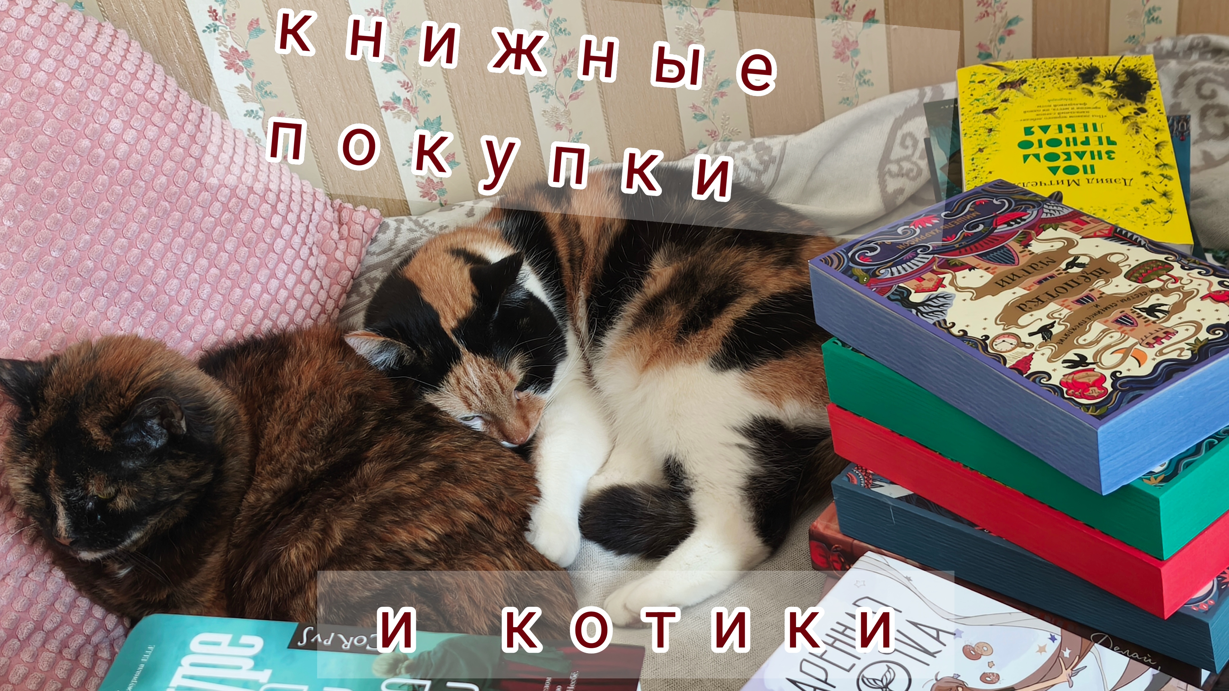 nonfiction || котики и много книг