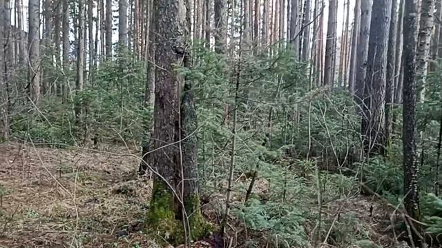Хвойный лес ранней весной.