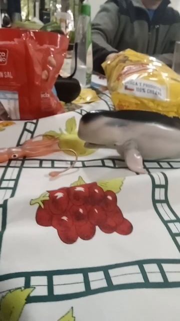 cachalote vs calamar gigante
