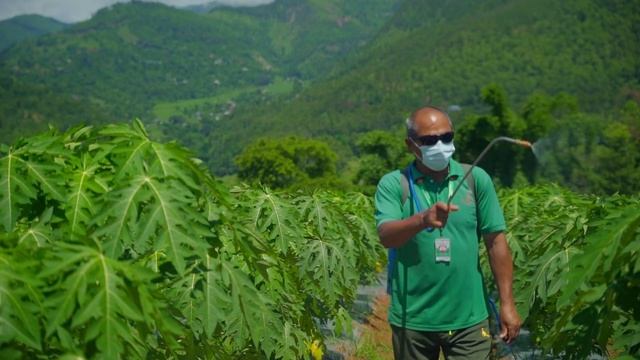 Papaya Farm | Nuwakot Pipaltar | First Project of  Multi Agro Company pvt.ltd